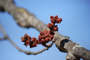 17141362305_84fb15ce3e_o